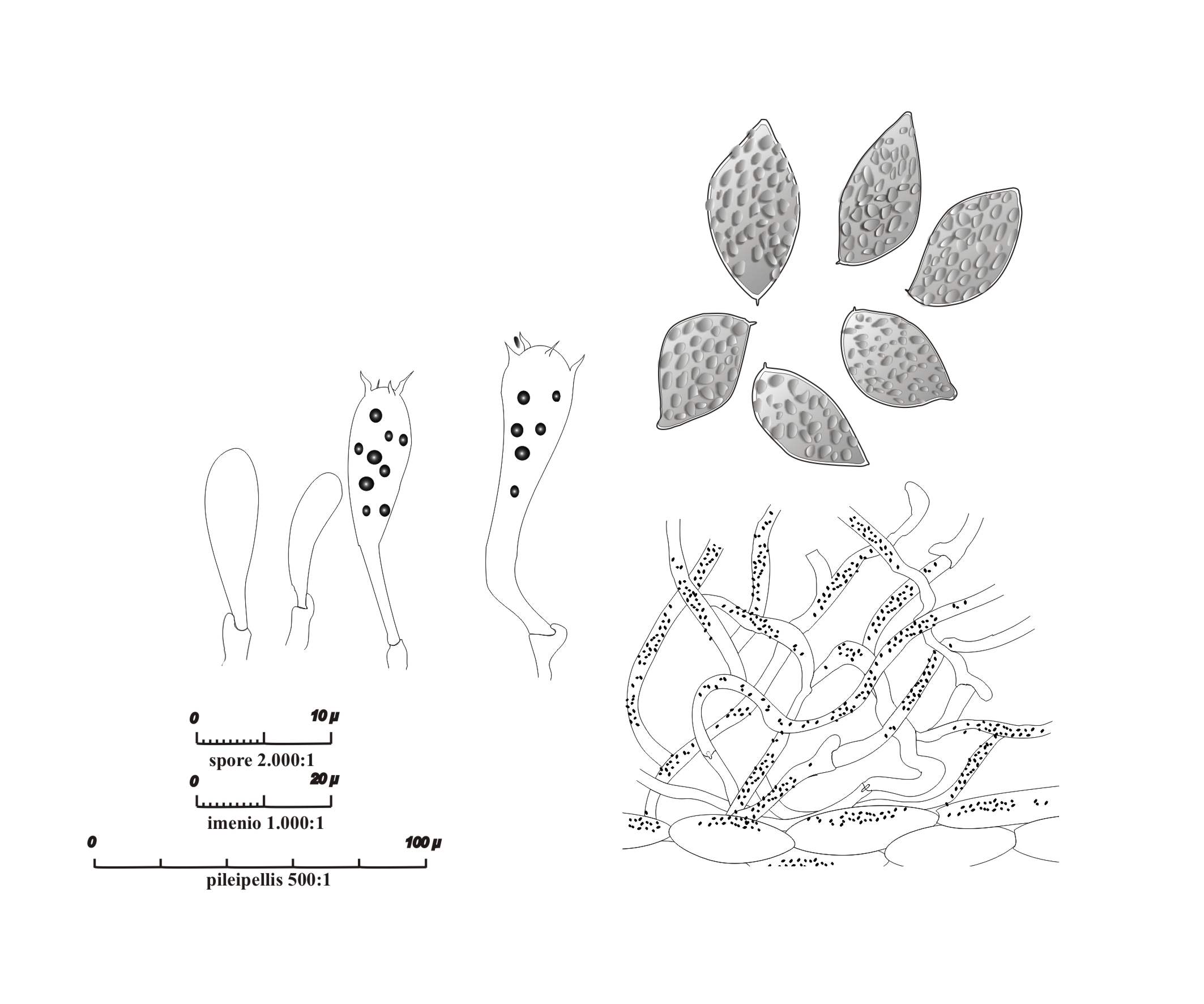 Cortinarius xanthophyllus